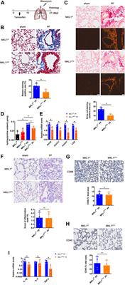 Resident Fibroblast MKL1 Is Sufficient to Drive Pro-fibrogenic Response in Mice